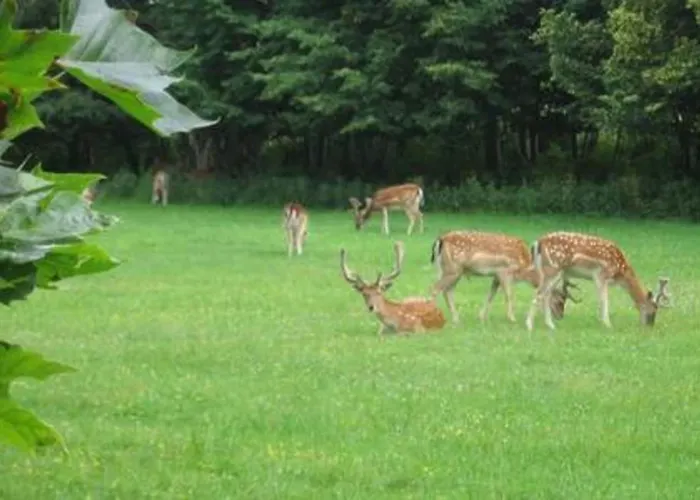 't Zandhuisje Apartman Zandvoort